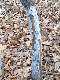 Attēlu rezultāti vaicājumam “Biscogniauxia marginata”