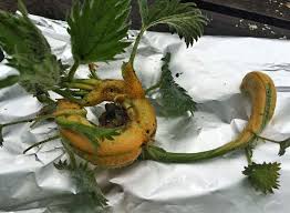 Attēlu rezultāti vaicājumam “Puccinia urticata”