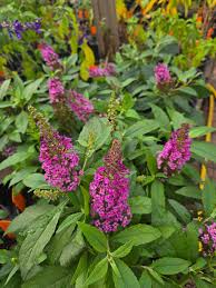 Image result for Buddleja davidii
