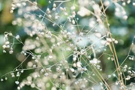 Attēlu rezultāti vaicājumam “Briza media flower”