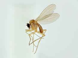 Attēlu rezultāti vaicājumam “Dolichopodidae”