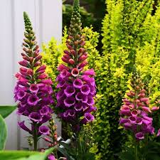 Attēlu rezultāti vaicājumam “Digitalis purpurea fruit”