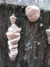 Attēlu rezultāti vaicājumam “Daedalea quercina”