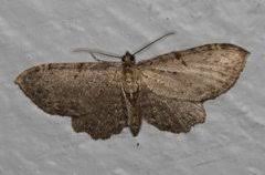 Attēlu rezultāti vaicājumam “Anticollix sparsata”