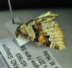 Attēlu rezultāti vaicājumam “Xanthorhoe designata”