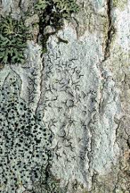 Attēlu rezultāti vaicājumam “Graphis scripta”