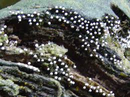 Attēlu rezultāti vaicājumam “Physarum murinum”