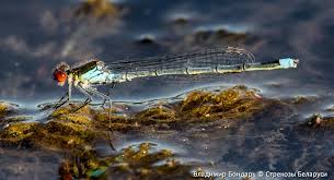 Attēlu rezultāti vaicājumam “Erythromma najas”