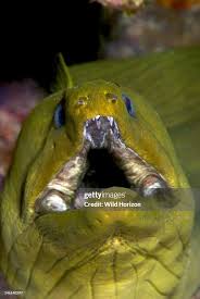 Image result for Gymnothorax funebris