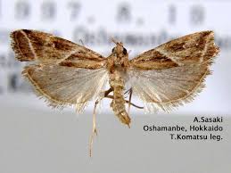 Attēlu rezultāti vaicājumam “Nyctegretis lineana”