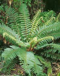 Attēlu rezultāti vaicājumam “Polystichum braunii”
