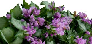 Attēlu rezultāti vaicājumam “Lamium”