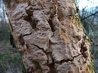 Attēlu rezultāti vaicājumam “Phellinus ferruginosus”