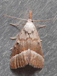 Attēlu rezultāti vaicājumam “Nolidae”