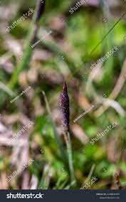 Attēlu rezultāti vaicājumam “Carex caryophyllea flower”
