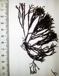 Attēlu rezultāti vaicājumam “Hildenbrandia rivularis”