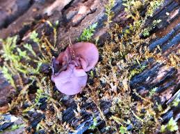 Attēlu rezultāti vaicājumam “Ascocoryne cylichnium”