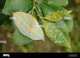 Attēlu rezultāti vaicājumam “Melampsora populnea”