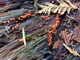 Attēlu rezultāti vaicājumam “Chaenotheca brunneola”