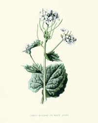 Attēlu rezultāti vaicājumam “Alliaria petiolata flower”