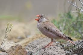 Image result for Bucanetes githagineus