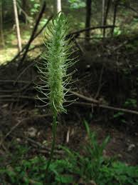 Attēlu rezultāti vaicājumam “Phyteuma spicatum bud”
