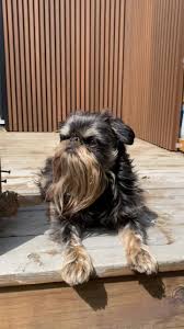 Image result for brüsseler giffon