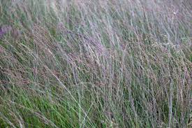 Attēlu rezultāti vaicājumam “Molinia caerulea fruit”