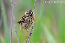 Attēlu rezultāti vaicājumam “Emberiza schoeniclus”