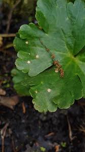 Attēlu rezultāti vaicājumam “Milesina murariae”