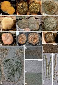 Attēlu rezultāti vaicājumam “Heterotrichia oerstedii (syn. Arcyria oerstedii) macro”