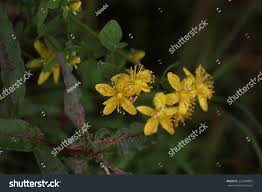 Attēlu rezultāti vaicājumam “Hypericum maculatum flower”