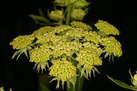 Attēlu rezultāti vaicājumam “Levisticum officinale flower”