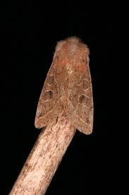 Attēlu rezultāti vaicājumam “Orthosia cerasi”