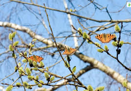 Attēlu rezultāti vaicājumam “Nymphalis polychloros upperside”