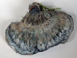 Attēlu rezultāti vaicājumam “Postia caesia”