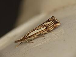 Attēlu rezultāti vaicājumam “Catoptria fulgidella”