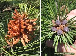 Attēlu rezultāti vaicājumam “Pinus sylvestris”
