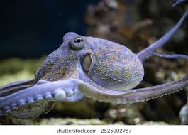 Image result for Octopus vulgaris