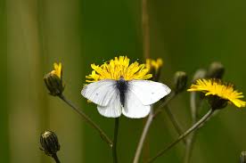 Attēlu rezultāti vaicājumam “Pieris rapae male”