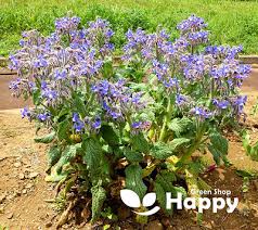 Image result for Borago officinalis
