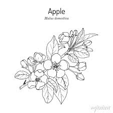 Attēlu rezultāti vaicājumam “Malus domestica flower”