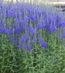 Image result for Veronica teucrium