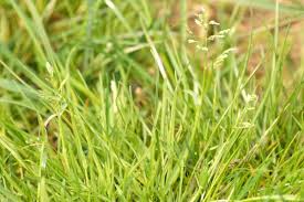 Attēlu rezultāti vaicājumam “Stemonitis herbatica”