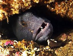 Image result for Anarhichas denticulatus