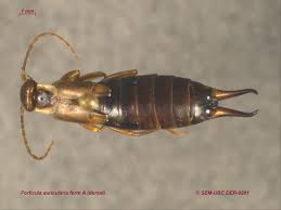 Attēlu rezultāti vaicājumam “Forficula auricularia”