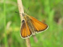 Attēlu rezultāti vaicājumam “Thymelicus sylvestris female”