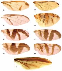 Attēlu rezultāti vaicājumam “Tephritidae”