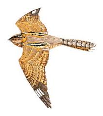 Image result for Caprimulgus ruficollis