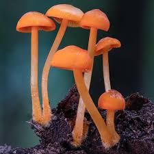 Attēlu rezultāti vaicājumam “Cribraria violacea macro”